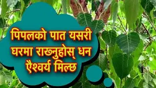 पिपलको पात यसरी घरमा राख्नुहोस् धन एैश्वर्य मिल्छ/Pipal  Ko Achuk Bidhi