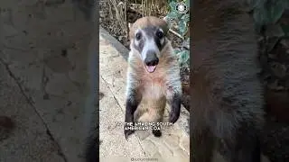 Коати 🦝 Умный, любопытный и невероятно милый!