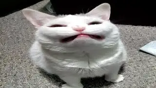 Cats Acting Weird Again