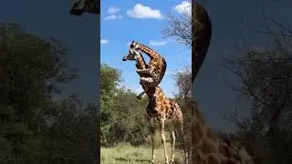 yavru z&uuml;rafa ve annesi