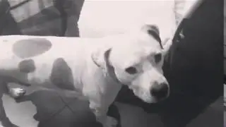 Amstaff se seca los belfos tras beber agua