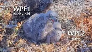#105🦅🐥19°🐥14°／Winter Park Eagle Nest 2026／Against All Odds:One-Eyed Mom／by Winter Park Eagle Cam
