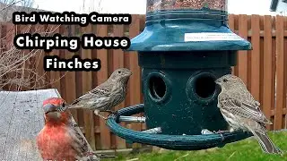 House Finches Happily Chirping To See The Green Bird Feeder - Bird Watching Camera