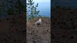 Чайка возле палатки. Увы получила травму #nature