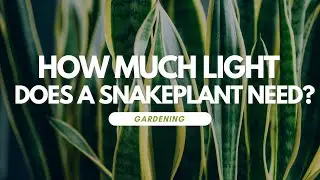 How Much Light Does a Snake Plant Need?