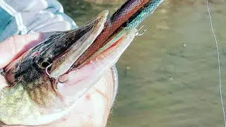 Gardys Mill Pond Virgina  COLD Front Winter Bass Fishing #bassfishing  #gardysmill