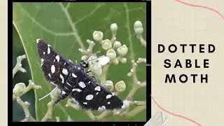 Dotted sable moth |Bocchoris inspersalis |