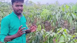 All variety fruit plant available all over India delivery RUDE NURSERY CONTACT -9372 831079