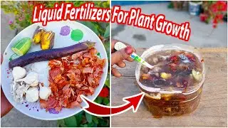 Lear how to make liquid fertilizer at home | Plants grow 2X faster