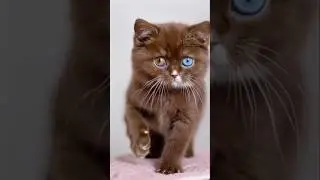 You Will Melt! Cutest Funny Cats Compilation 2026 🥺 #shorts #kitten #cat #cartoon