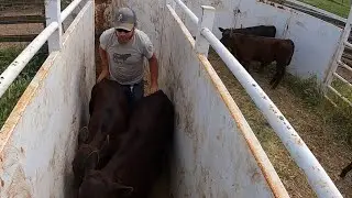 Spring Vaccinations and Calf Castrations, The Cows Come Home!