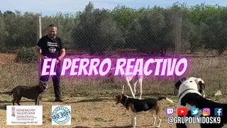 El perro reactivo #reactividadcanina #perroreactivo #adiestramientocanino #educacioncanina