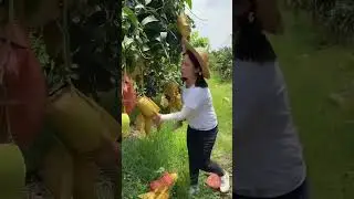 #sweetmangoes #fruitharvesting #mango #fruit #satisfying #mangofruit