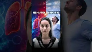 Respiration and Breathing &ndash; Key Differences | Class 10 Biology