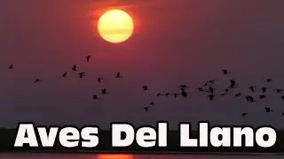 Aves del Llano I