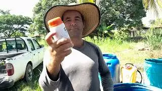 Como controlar trips,mosca de ovario,y minador en el cultivo de maracuya.