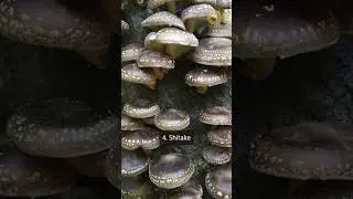 The 7 Most Powerful Medicinal Mushrooms for Treating Cancer