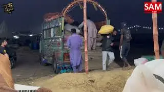 Surprised Entry || Unloading || Karim&rsquo;s Cattle Farm || Sam Entertainment By Sameed