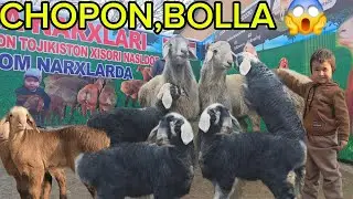🇰🇬...CHOPON,BOLA 😱 ARASHANLA KELDI ULGRIP KOLIGG 🔥🔥