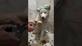 HUSKY DOG BATH ROUTINE.