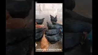 Lohman black and lohman brown for sale | desi murghi for sale