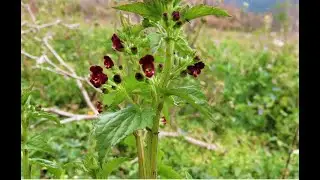 Scrophularia nodosa also called figwort, woodland figwort, and common figwort  Greece by  Theo