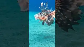 Lionfish opens up wide #ocean #lionfish #open #wide #mouth #gills #fish #venomous #underwater #best
