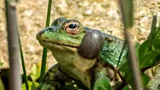 Ranas Cantando y Croando | Sonido de Ranas