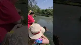 #Beale Wildlife park #capybara #park  #kidsdayout