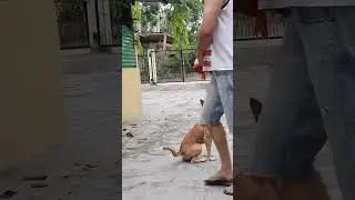 CUTE DOG SHAKING HANDS