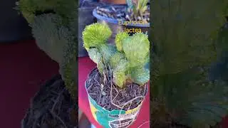 Euphorbia Lactea Falso Cactus