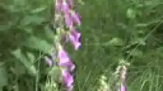 Digitalis Ae - Foxglove is Dangerous