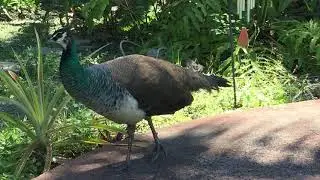 Backyard Pea hens