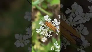 Самка жука вузьконадкрилка товстонога (Oedemera podagrariae)  #nature #insects