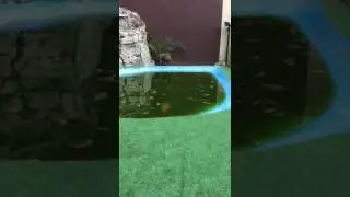 COCODRILO moreletii domestico