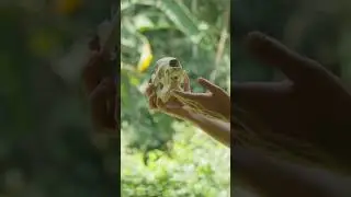 Found 500+ miles into the amazon. Arrow from uncontacted tribe.