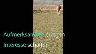 Neukundengewinnung: Die Kundenheld-Reise anhand eines pferdischen Beispiels