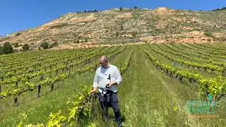 Mil&eacute;nico Dos Mundos Crianza - Organic Tempranillo from the Ribera Del Duero | Wine Explained