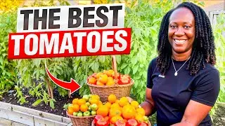 The BEST Tomatoes To Grow (And How To Use Them!)