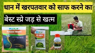 Spray this medicine once to eradicate weeds from paddy and they will be eradicated with 100% guar...
