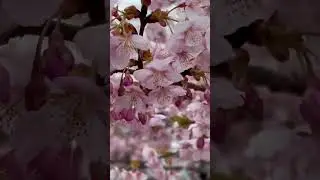 #cherryblossom #beautiful nature#japan