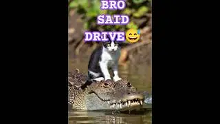 Cat + Crocodile = Internet Shock #shorts #viralshorts #shortfeed #cat #crocodile #catshorts