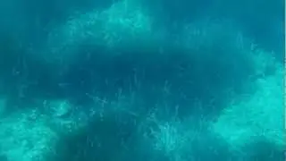 Brac Island and Bol underwater meadows