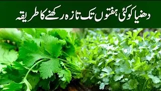 how to preserve green coriander|hara dhaniya stock karny ka tareeqa hack by|shazia'skitchen|