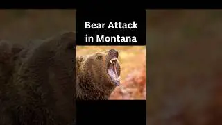 Grizzly bear attacks man in Big Sky, Montana. #shorts
