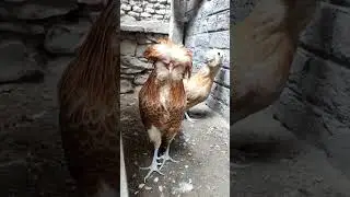 Fancy chickens ...#kashmir #srinagar #pets #chicken #chicks #petslover #trending #instagram #love