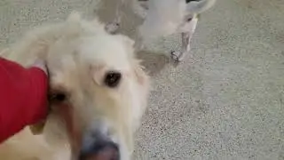Playtime at Dogs On The Farm & Cats Too!