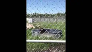 Bear bath
