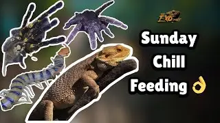 Dragon, Centi and Tarantula Chill feedsss👌