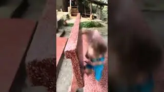 Kevin the monkey ran over to play with the cat.